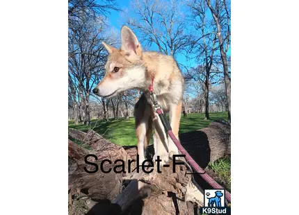 a wolf dog dog on a rock